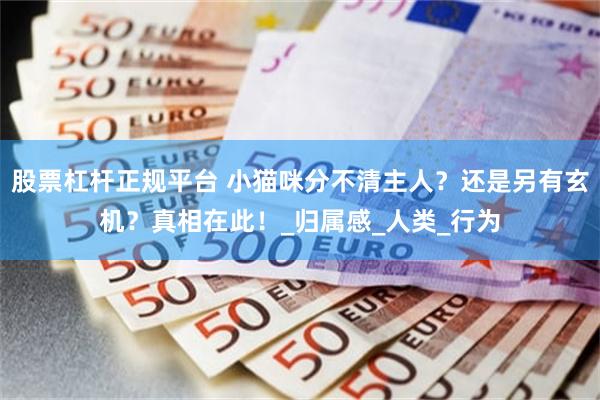 股票杠杆正规平台 小猫咪分不清主人？还是另有玄机？真相在此！_归属感_人类_行为